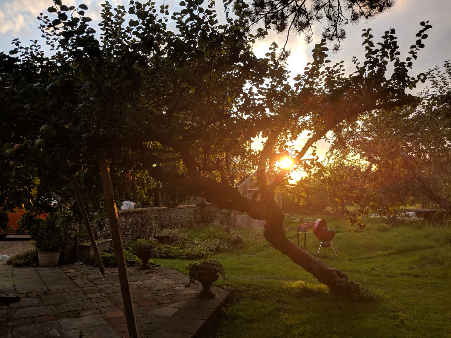 Sun setting behind a tree