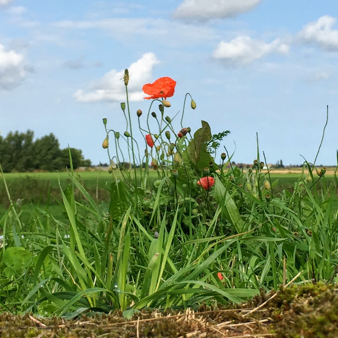 A poppy growing at Dodengang