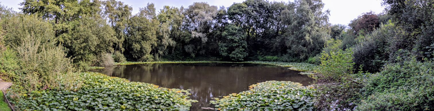 Pool of Peace
