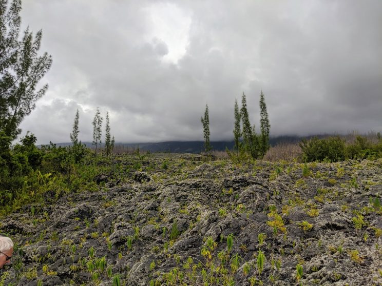 Vegetation poking through lava flow