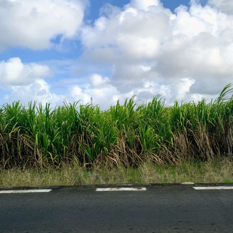 Sugar cane growing by the roadside